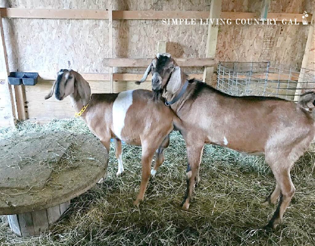 a buck Nubian breeding a Nubian doe in heat in a barn