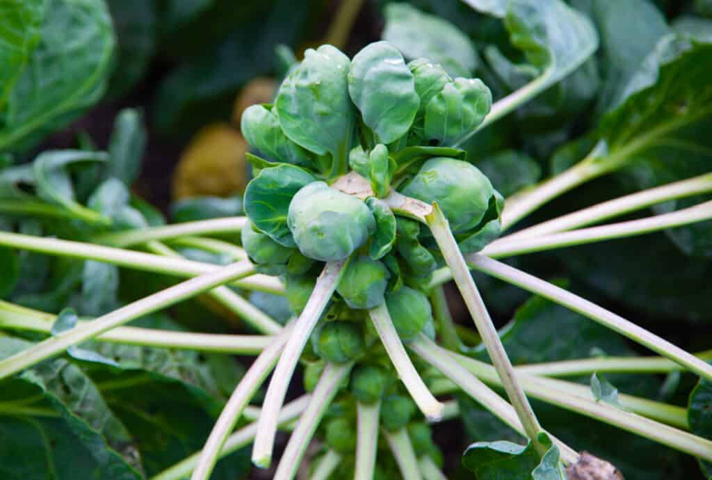 Brussels sprouts on a strand in the field