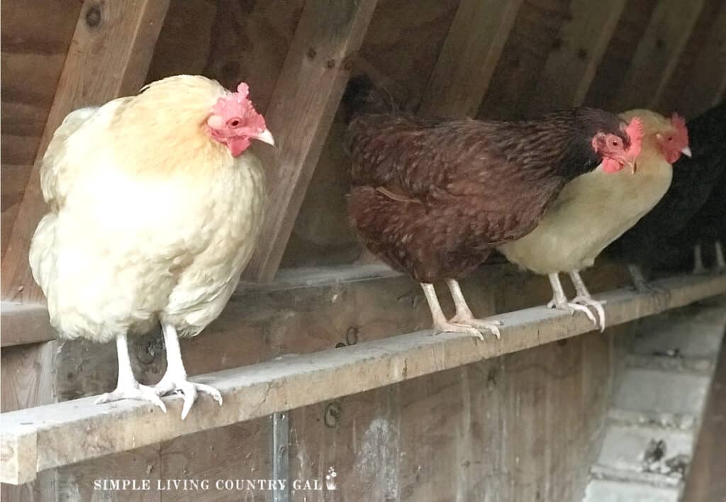 a group of chickens perched on a board in a chicken coop