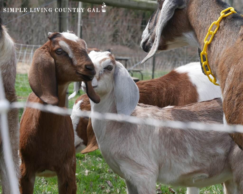 a herd of goats behind a electric fence netting (1)