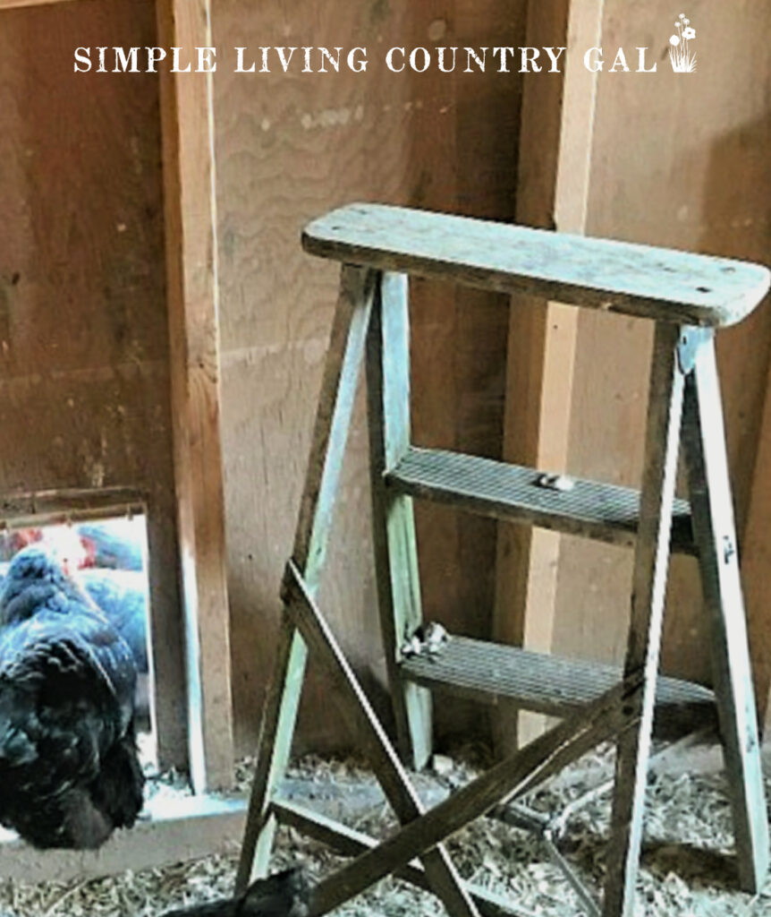 a ladder in a chicken coop with a chicken near the bottom