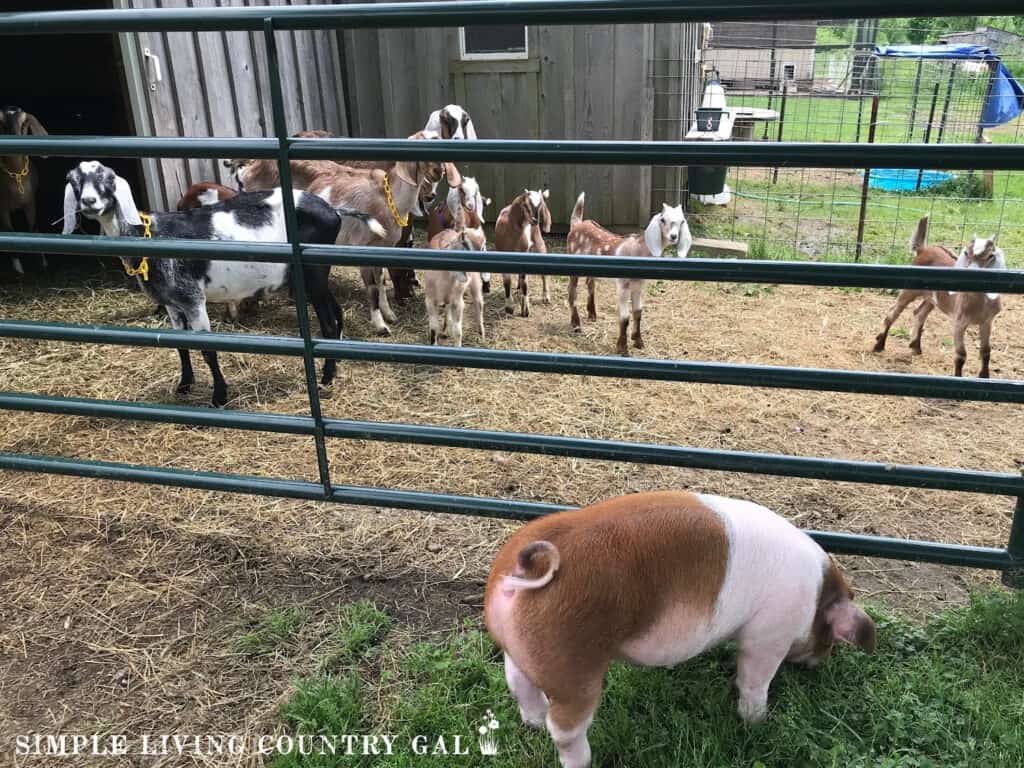 a pig on one side of a barn gate and goats on the other