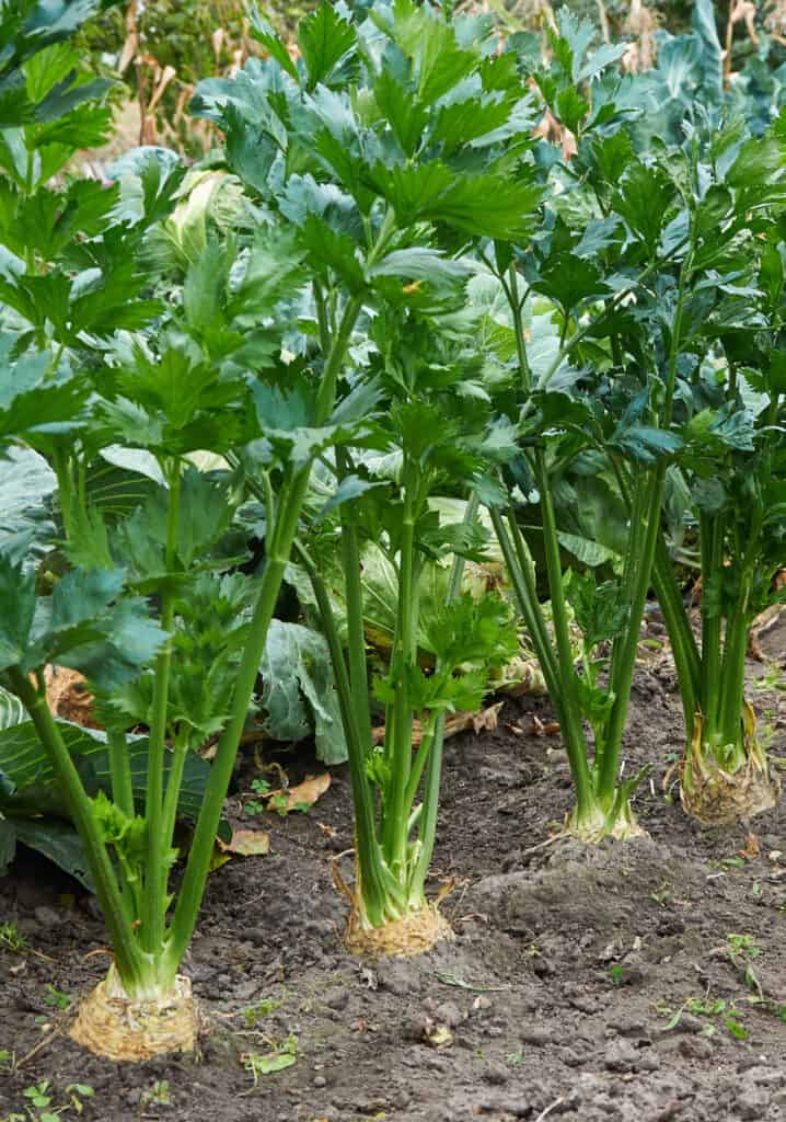 a row of celery growing in a garden