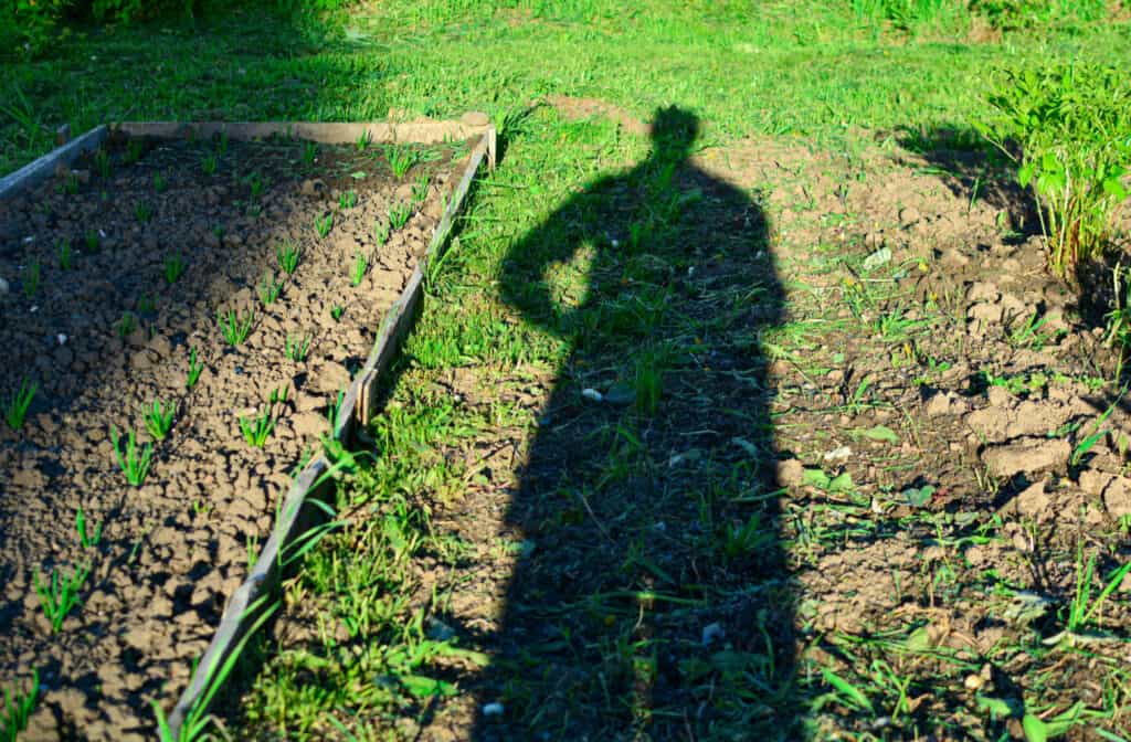a shadow of a person looking at a garden plot in a backyard