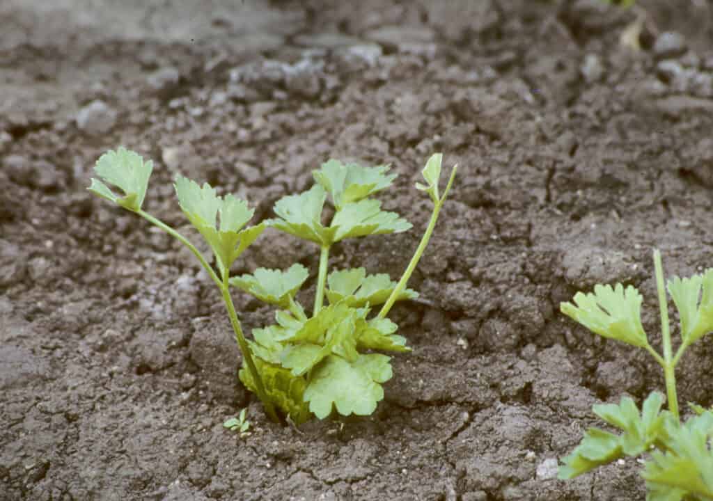 a young celery plant growing in a garden