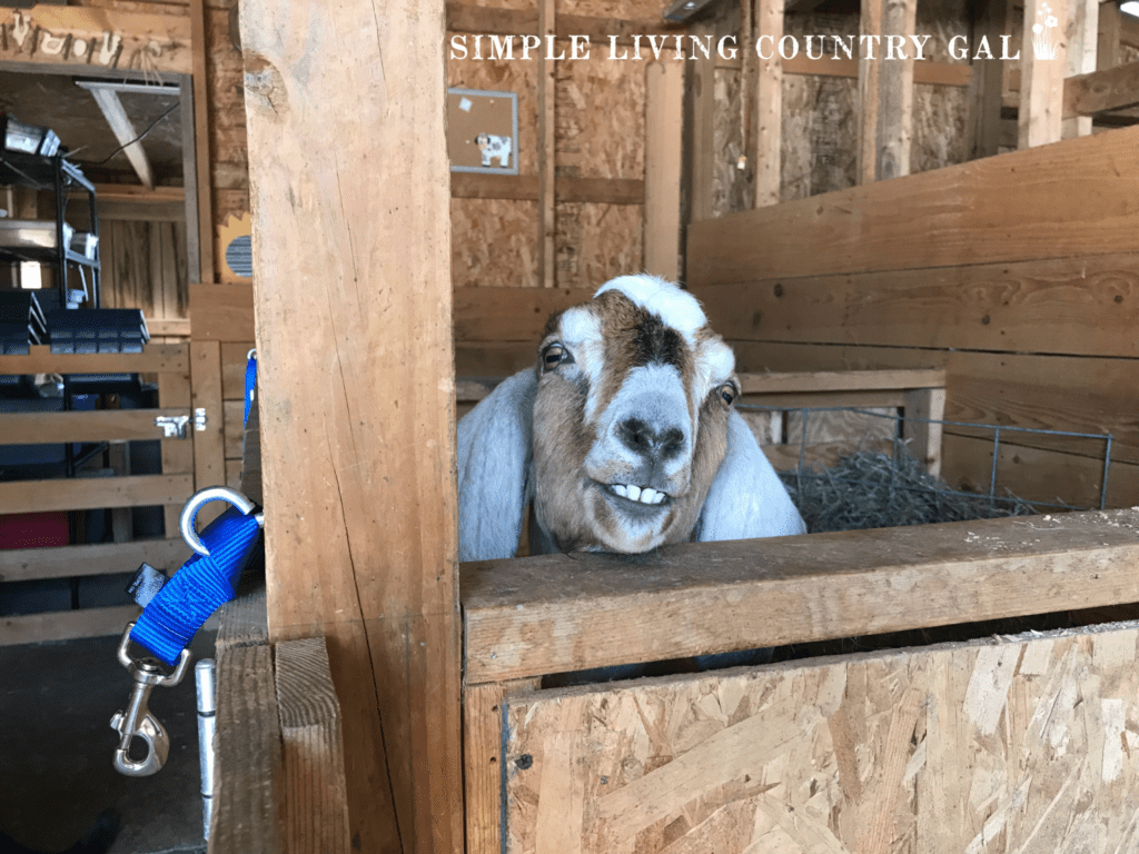 a young nubian goat peeking over the fence smiling