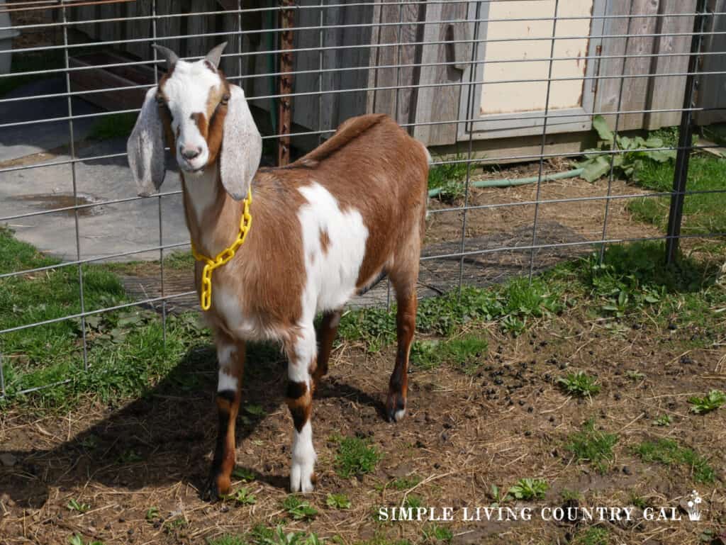 a young nubian goat standing in front of a steel panel fence