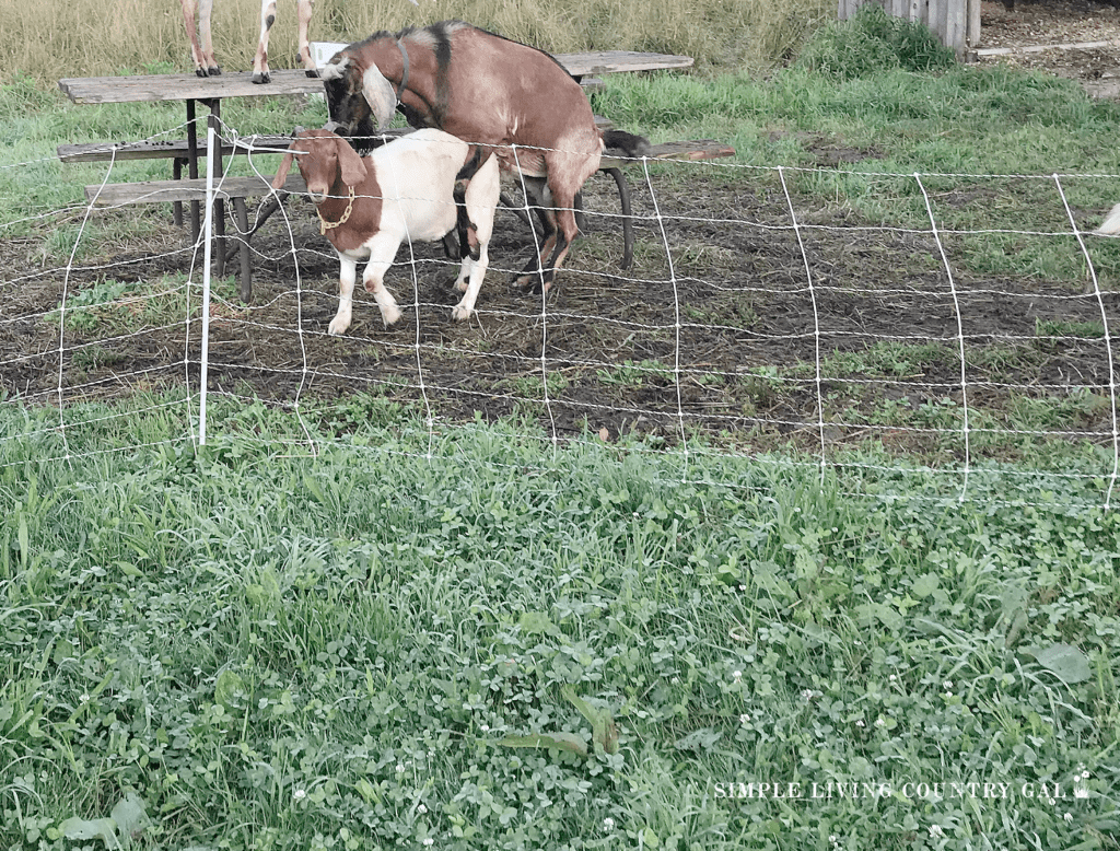 buck breeding a Boer Goat in a pasture copy