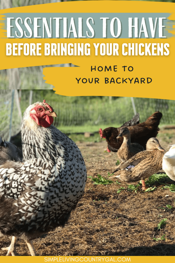 essentials for raising chickens