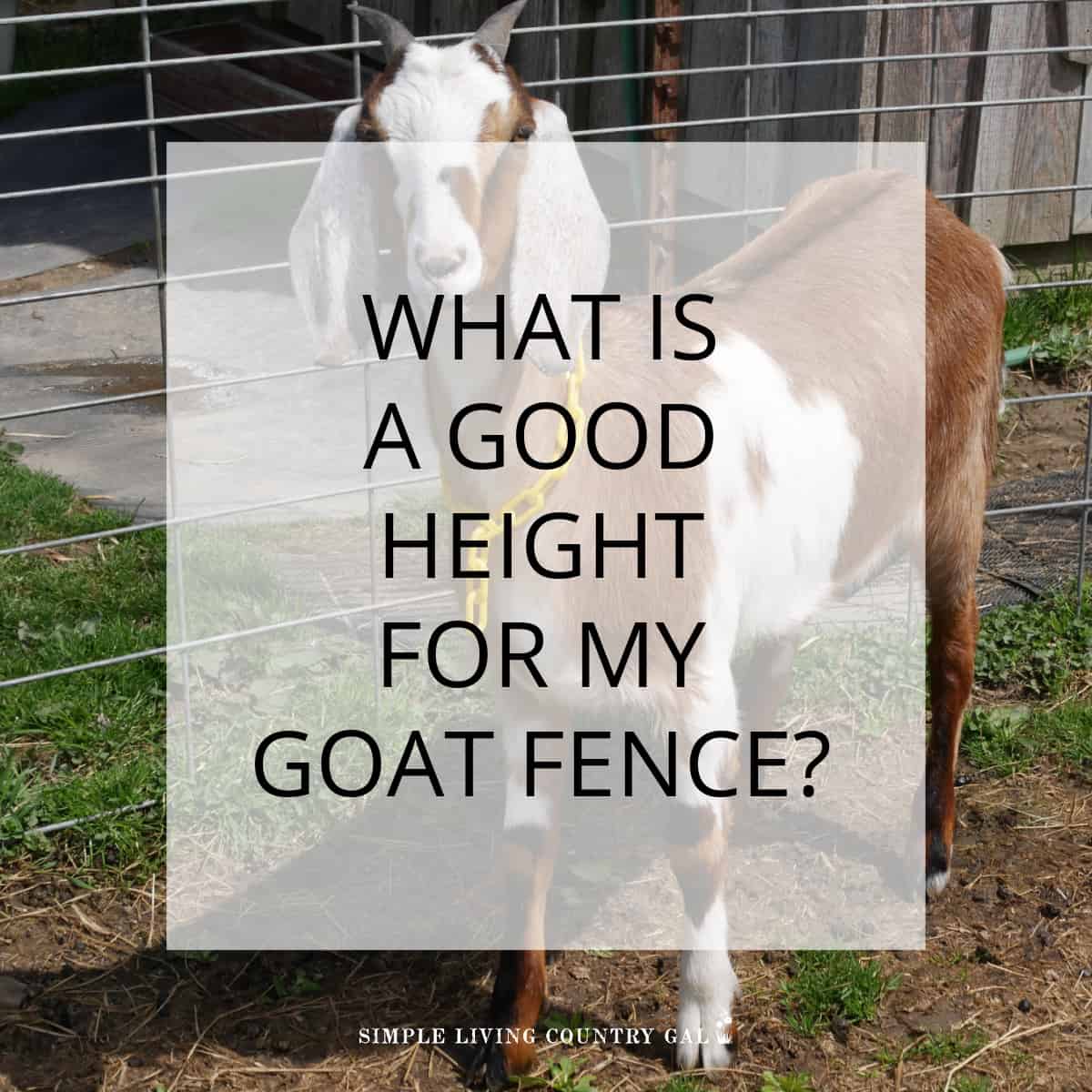 goat fence height