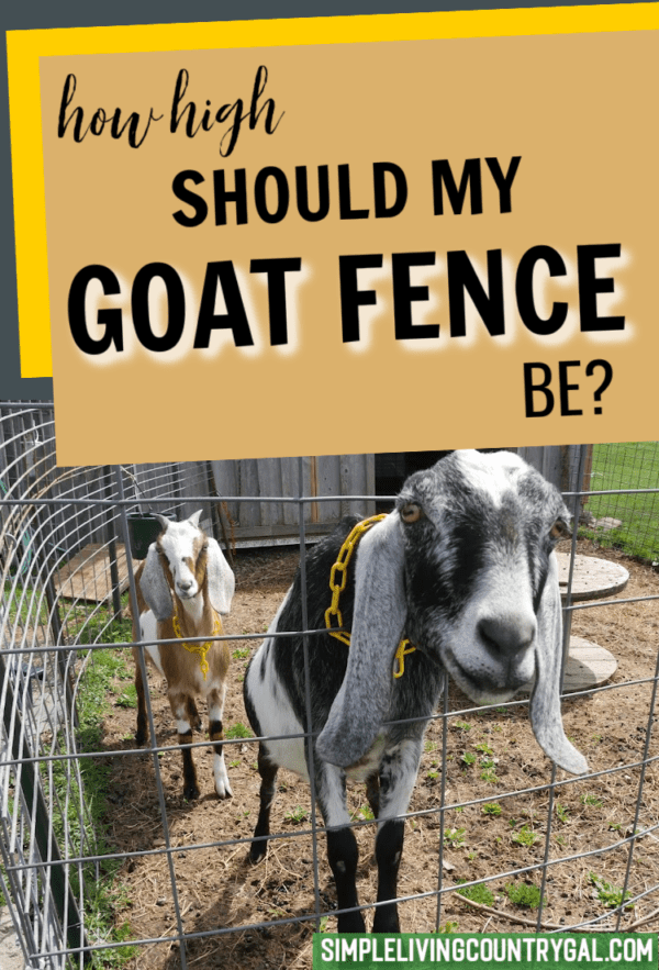 Best Goat fence height | Simple Living Country Gal