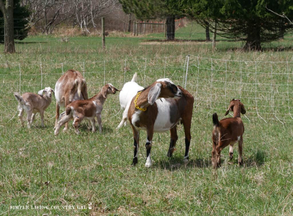 goats in a pasture grazing on grass