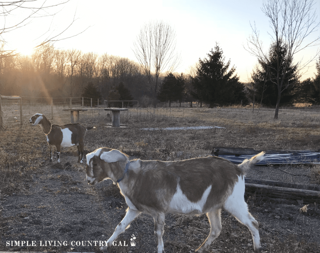 goats playing in a fenced in pasture in early spring