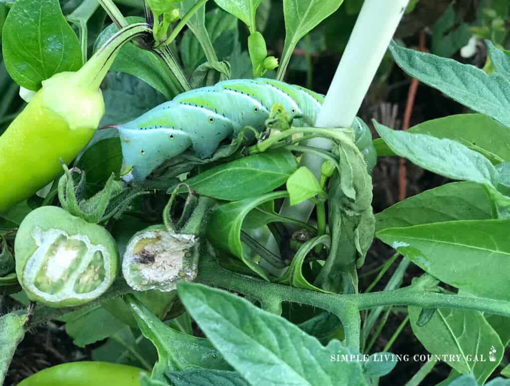 hornworm caterpillar on a leaf near a pepper copy