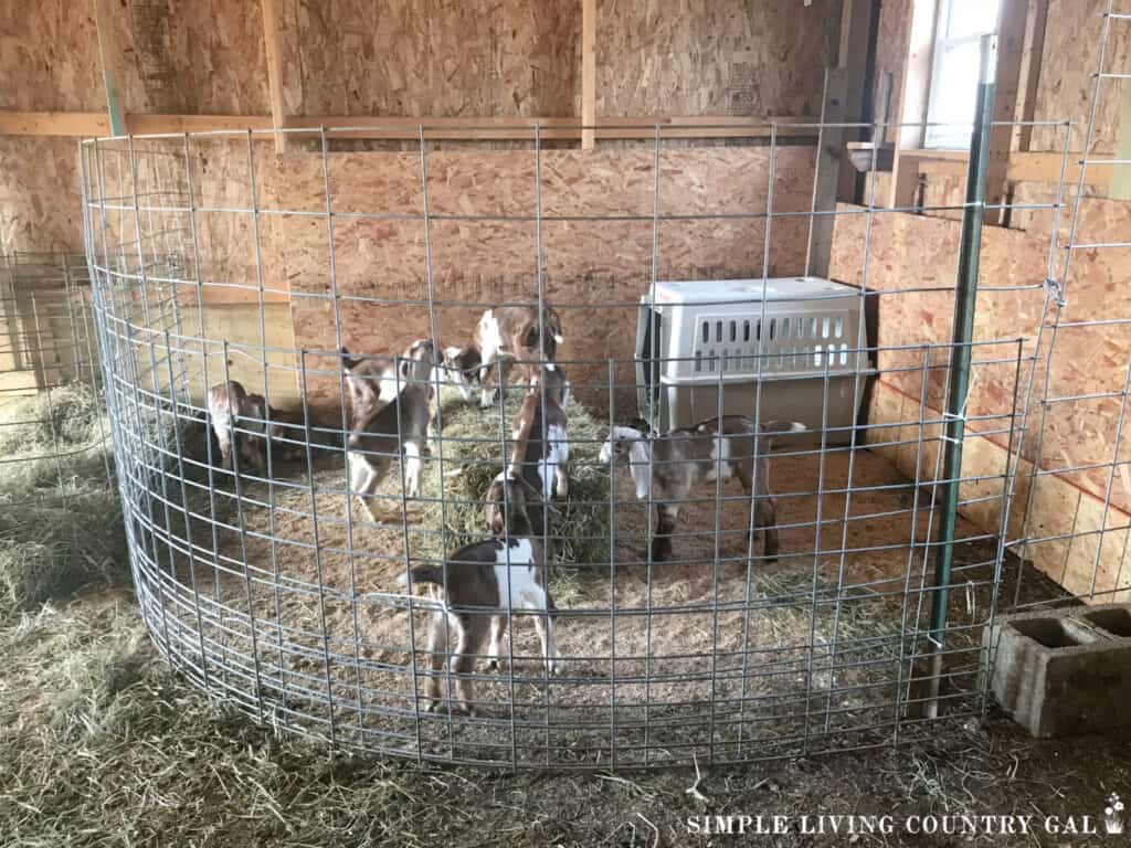 kids in a temporary pen in a barn