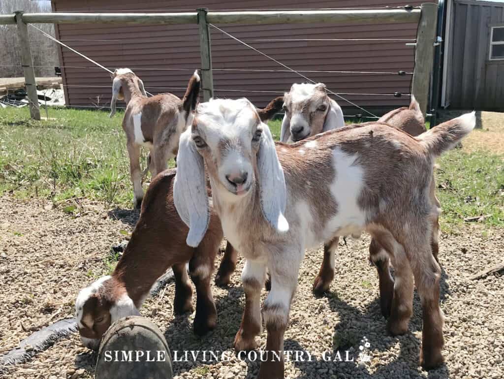 kids outside in a pasture with hi-tensile fence