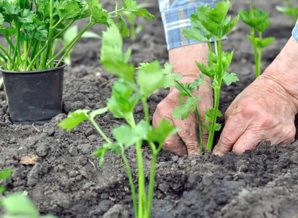 gardener's hands planting a celery seedling in the vegetable garden