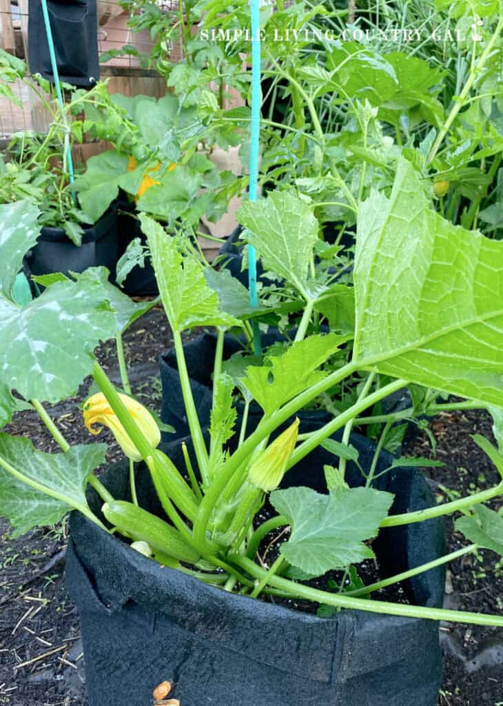 a zucchini plant growing in a black grow bag