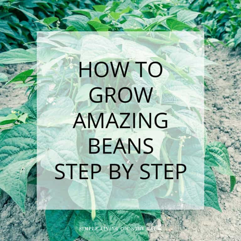 How to Grow Beans for Beginners