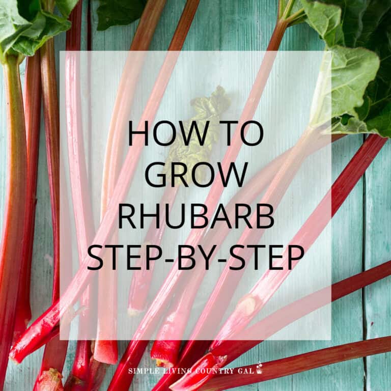 How to Grow Rhubarb for Beginners