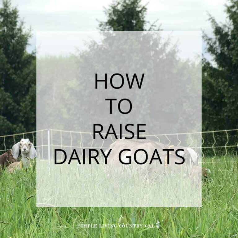 How To Raise Dairy Goats