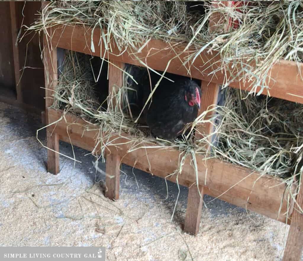 A black hen inside of a hay-filled nesting box in a chicken shed coop.