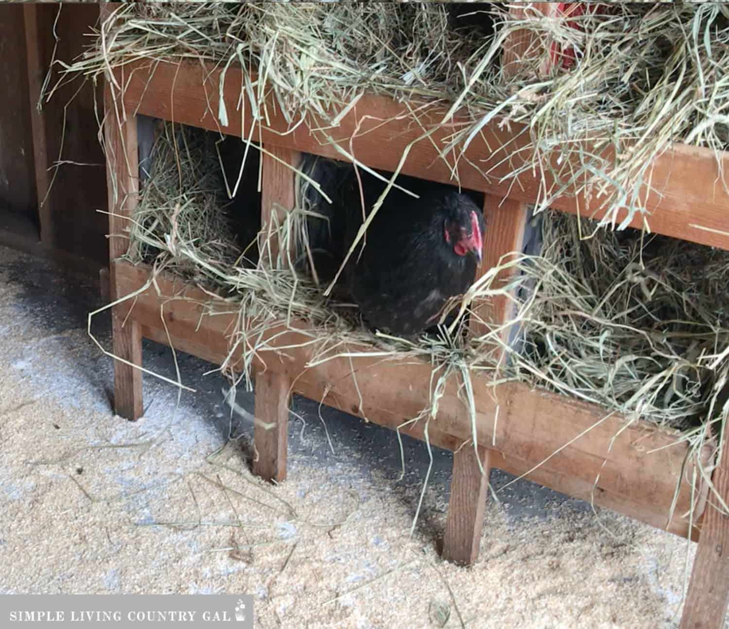 Top Essentials for a Low-Cost Chicken Coop Shed | Simple Living Country Gal