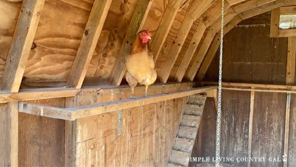 a chicken walking along a high perimeter roost in a coop