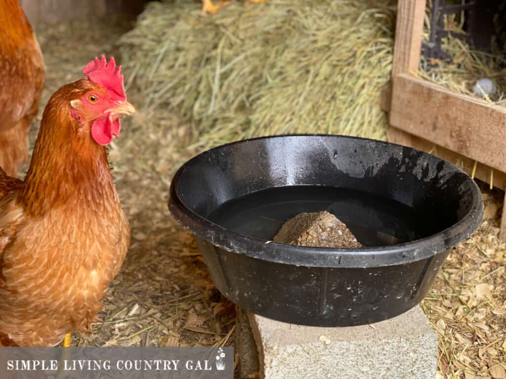 a golden chicken standing in front of a black rubber bowl filled with water. 
