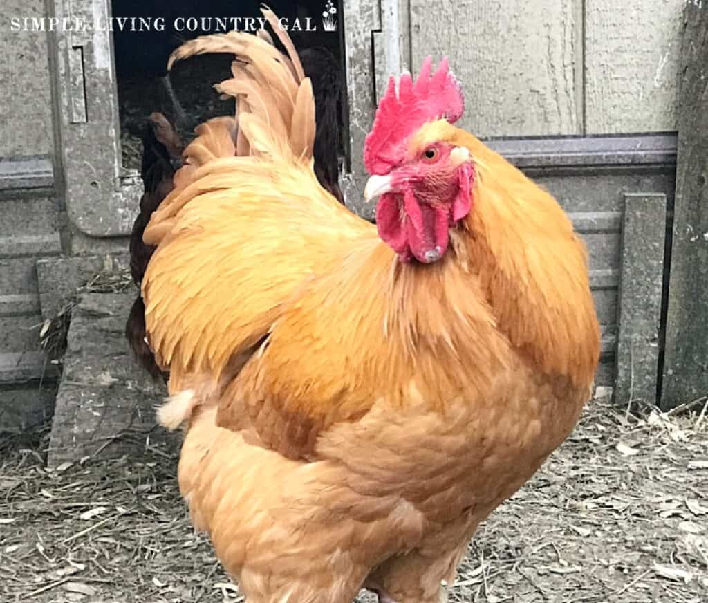A golden rooster sitting in front of a chicken coop door. 