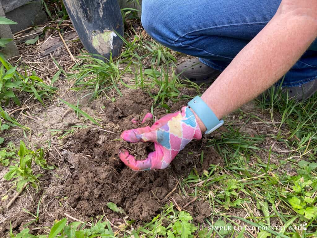 a pink gloved hand holding soil next to a shovel