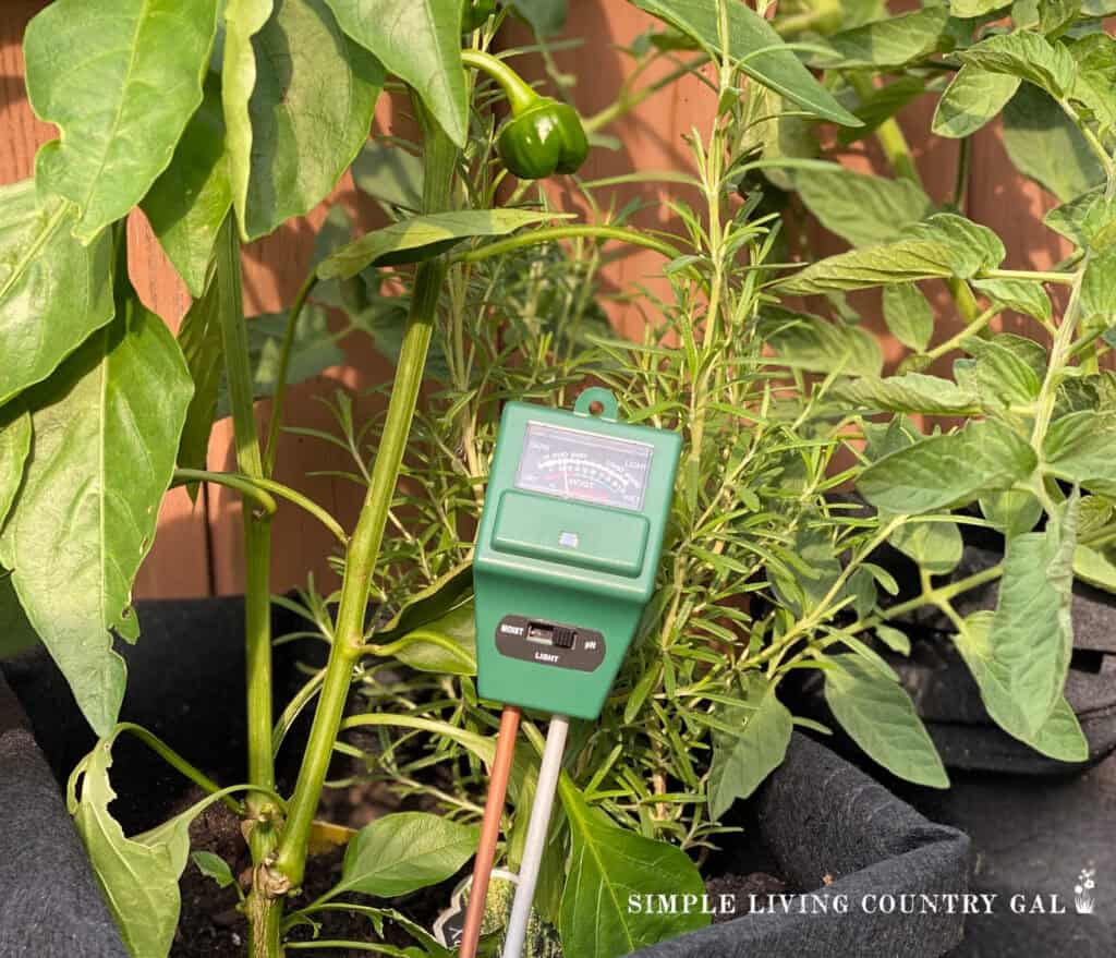 a soil meter at the base of a pepper plant 
