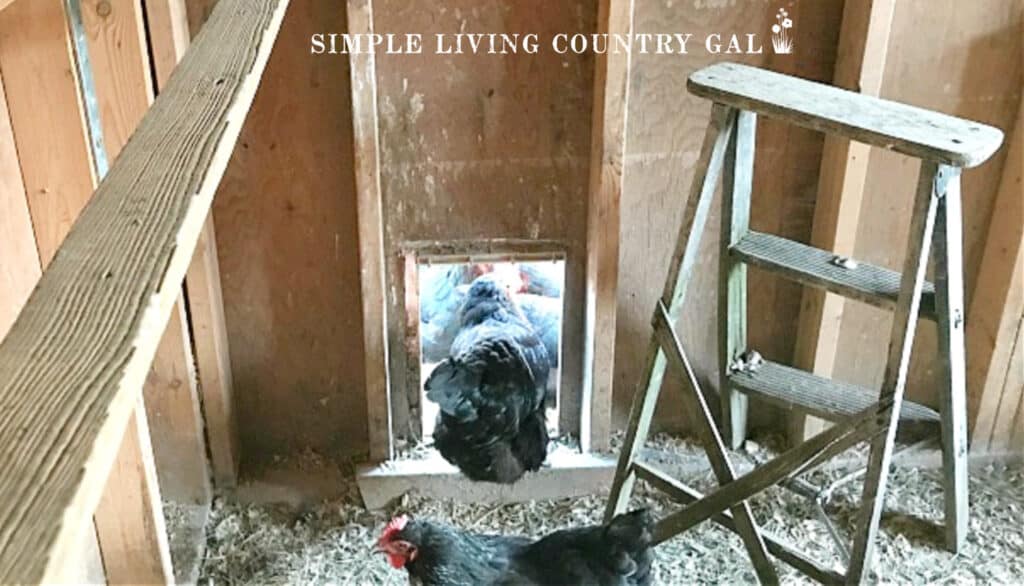 A step ladder in a chicken shed coop as a roost. 