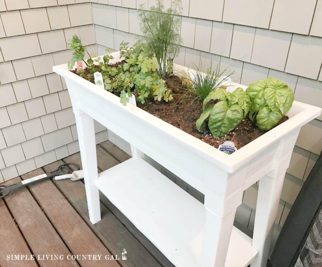 a table top herb garden full of fresh growing herbs 