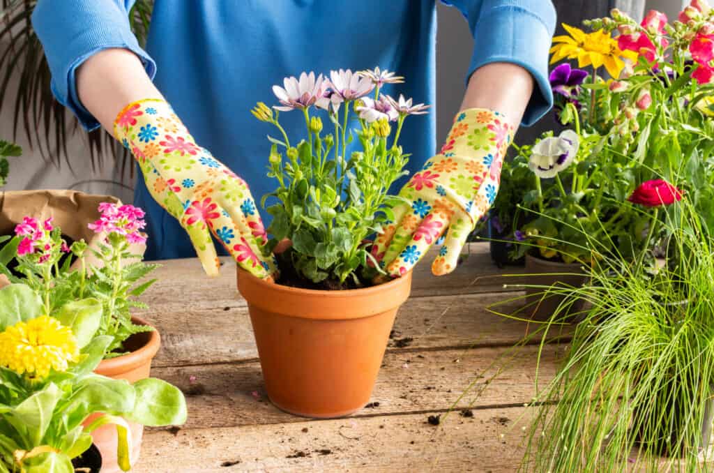 a woman in a blue shirt and flower gloves planting a flower into a small pot