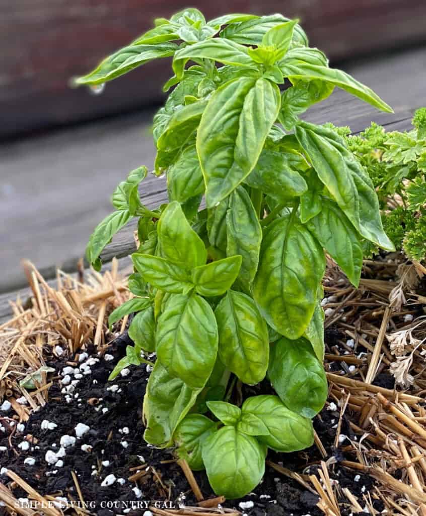 basil plant growing in a bale of straw