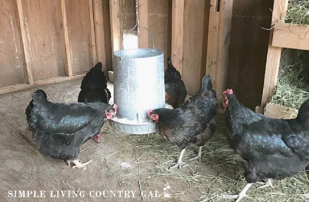 black chickens gathered around a hanging feeder inside of a chicken shed coop. 