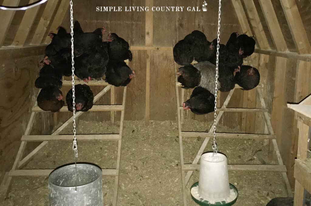 Black chickens perched on a ladder roost inside of a coop.