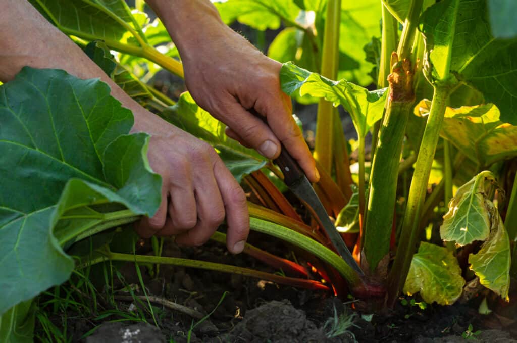 Rhubarb in garden, farmer hands cutting stem