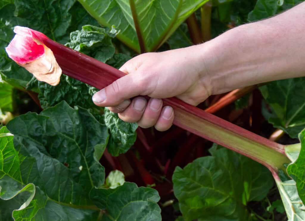 hands holding a rhubarb stem