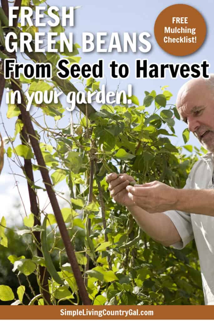 how to grow beans for beginners