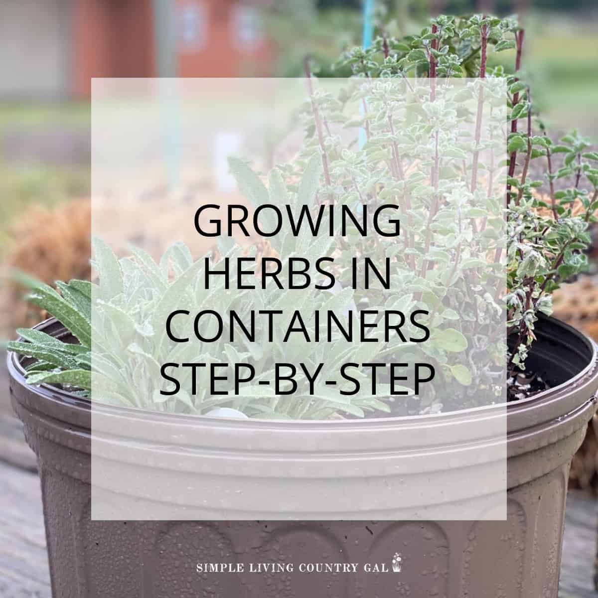 how to grow herbs in containers