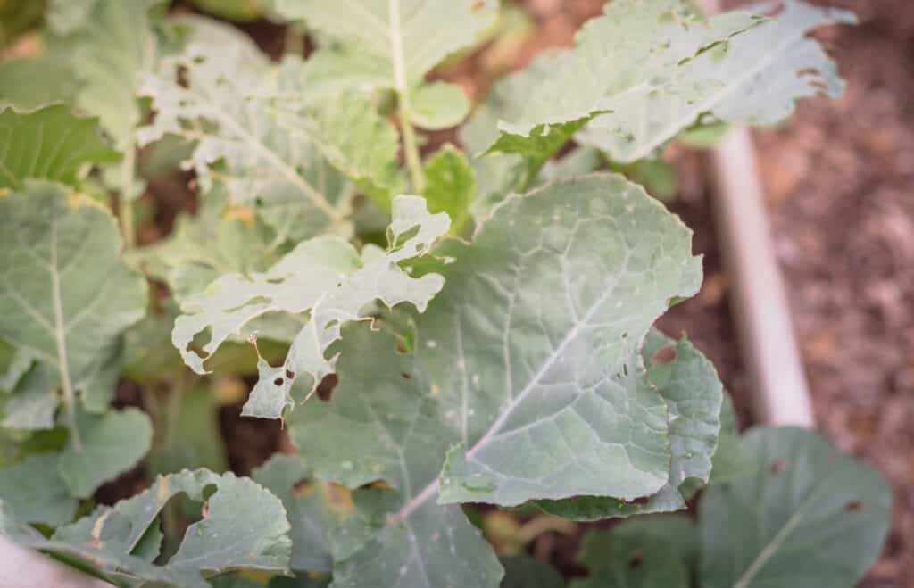 leaves of a cauliflower plant attacked by pests in a garden