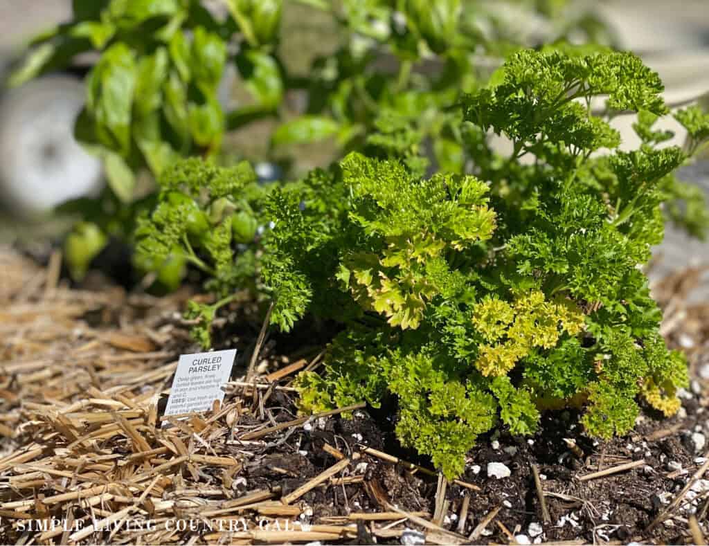 parsley growing in a straw bale 