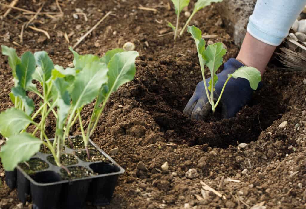 planting seedlings of cauliflower in a backyard garden