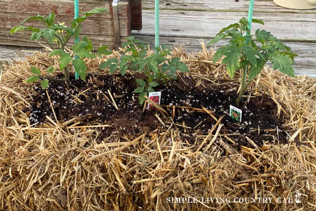 3 tomato plants in a straw bale 