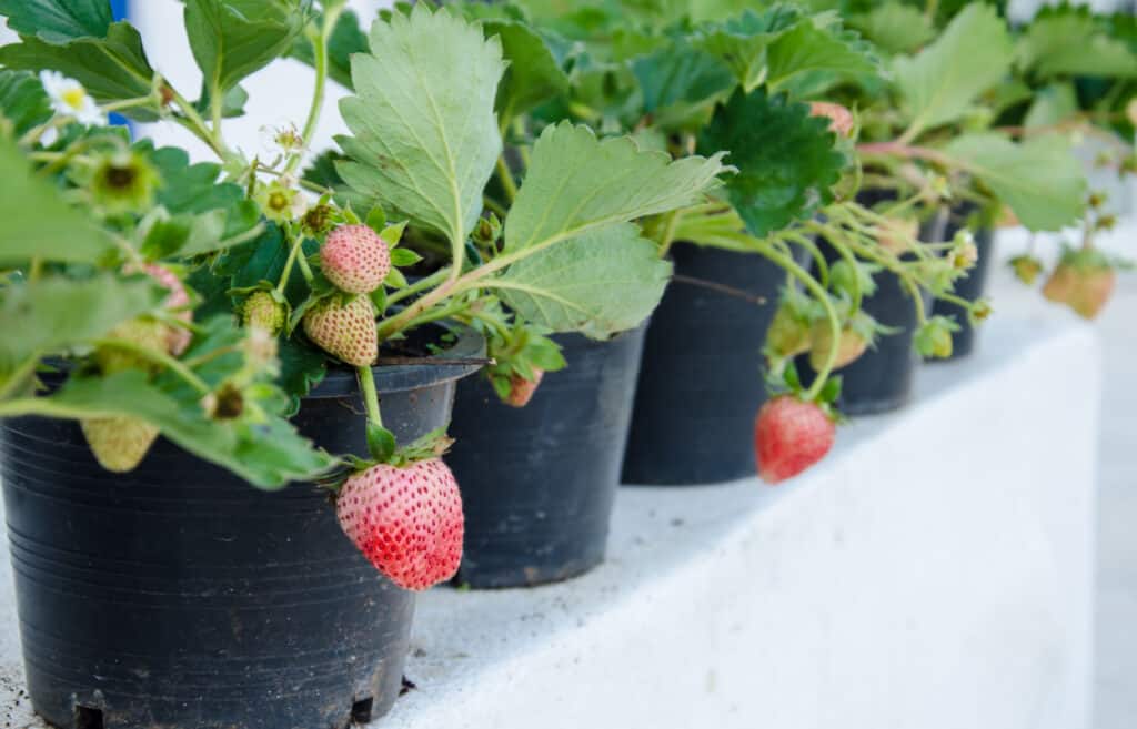 Fresh red strawberry plant in a pot.