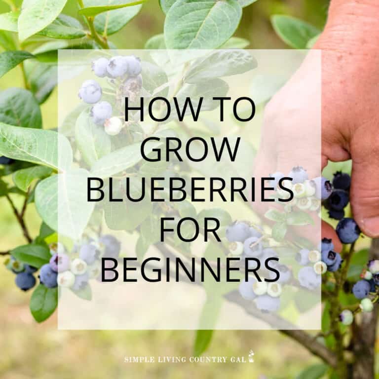 How to Grow Blueberries for Beginners