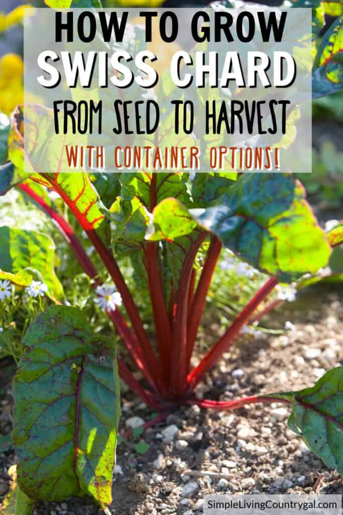 HOW TO GROW SWISS CHARD FOR BEGINNERS