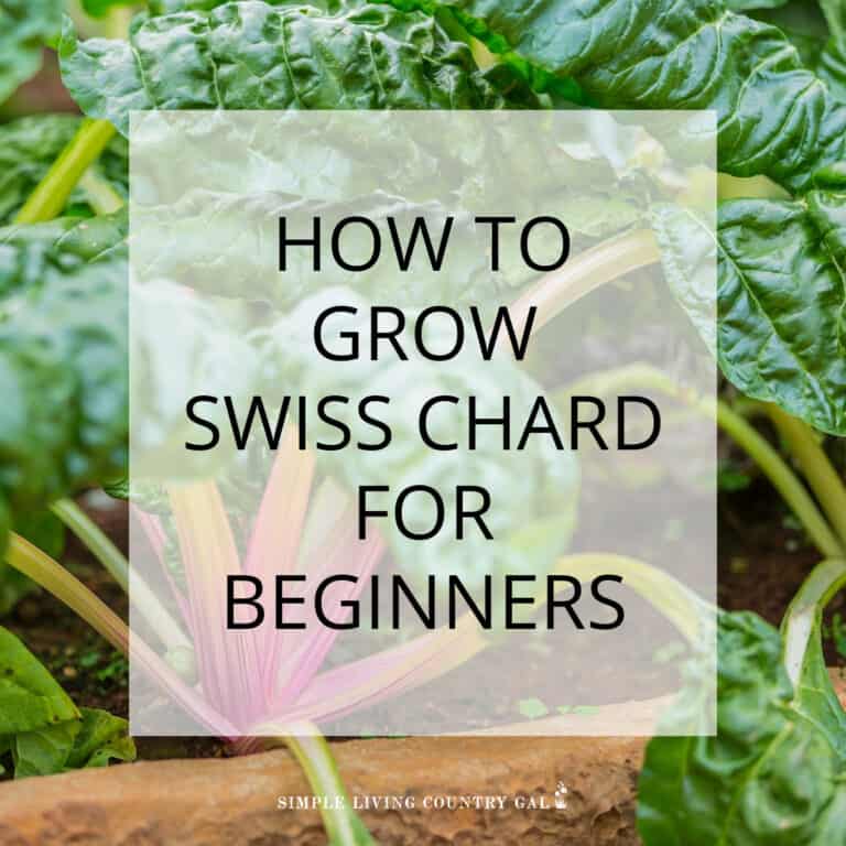 How to Grow Swiss Chard for Beginners